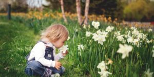 a toddler smells a daffodil